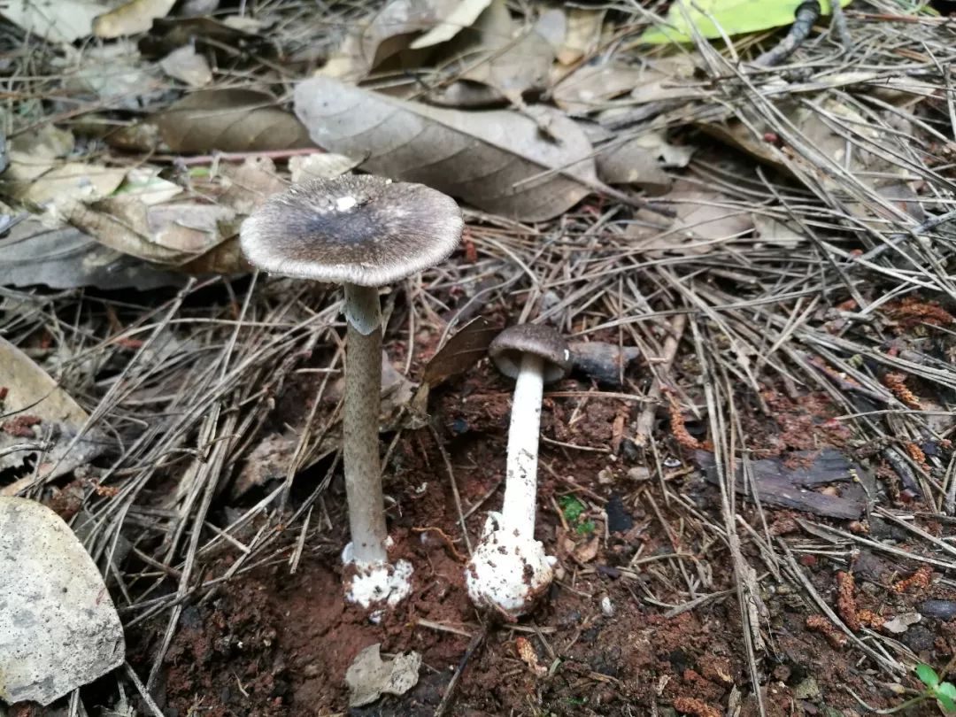 【红网】我国野生蘑菇中毒十问十答