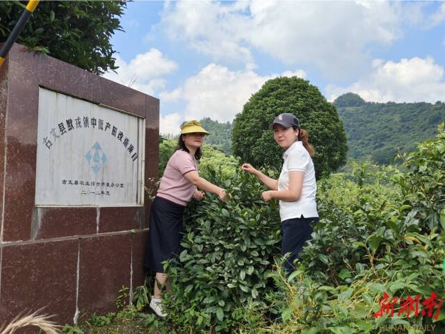 知识下乡 文化赋能 助力乡村振兴丨湖南师范大学社会学系新建“古丈茶文化田野规划教育实习基地”