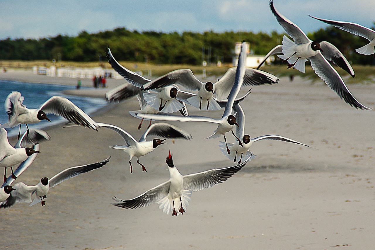 black-headed-gulls-361142_1280.jpg black-headed-gulls-361142_1280.jpg
